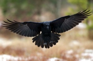 Source: http://www.animalpictures123.org/delightful-flying-raven/